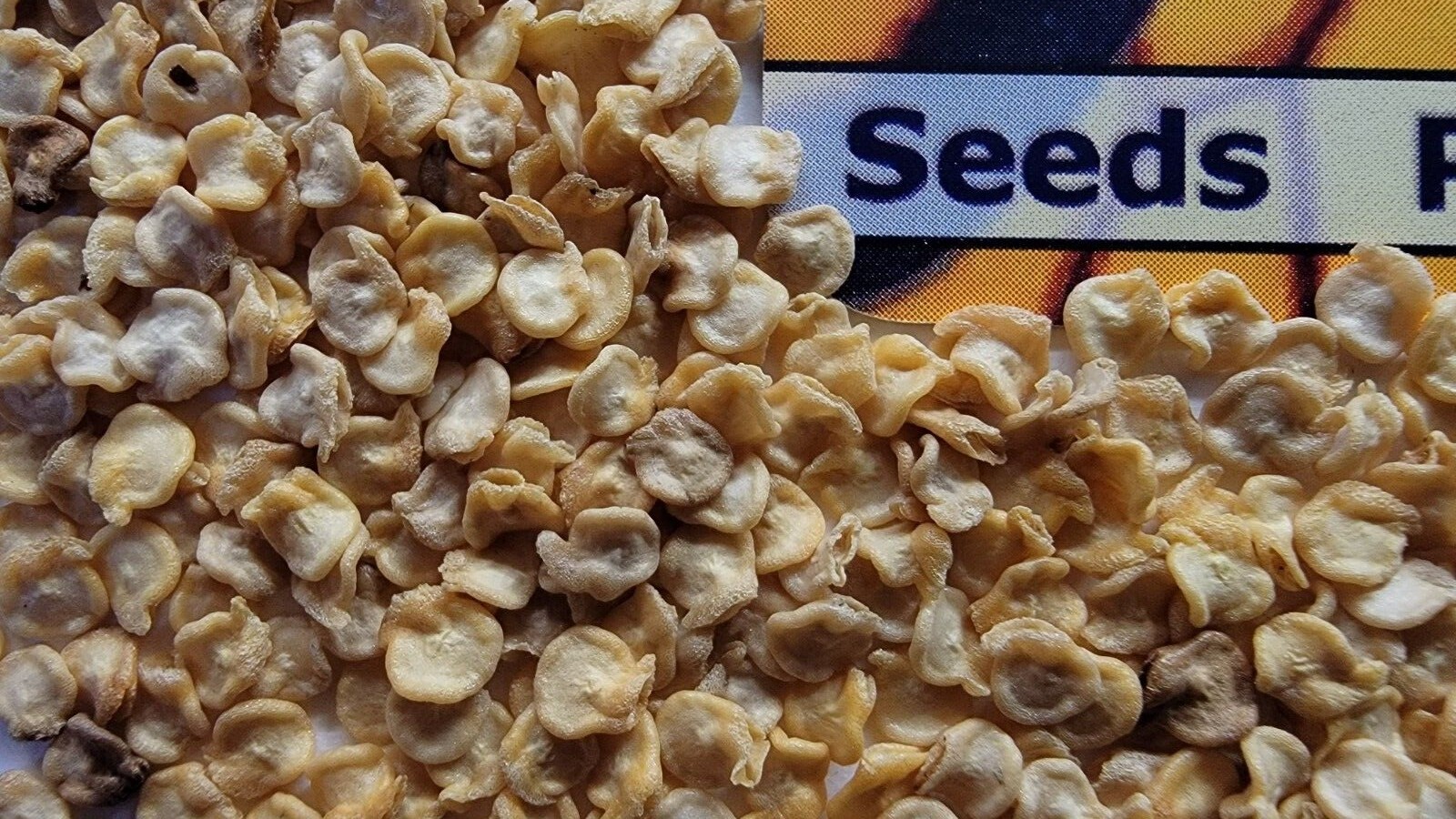 Habanero Pepper Seeds (FREE SHIPPING) Best Pepper flavor
