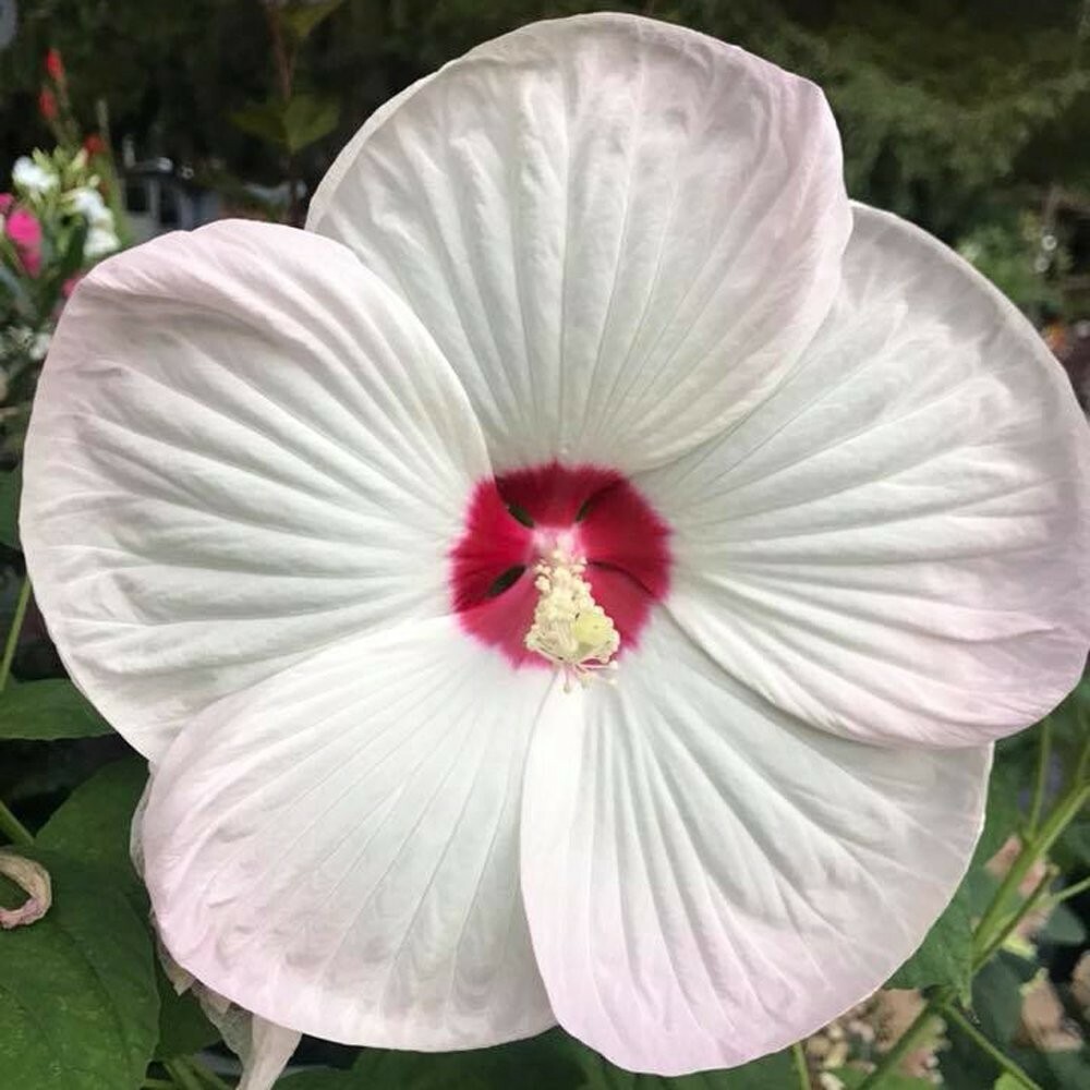 Red/Pink/White Hibiscus 100+ Seeds: Beautiful, Hardy Perennials – U.S. SELLER