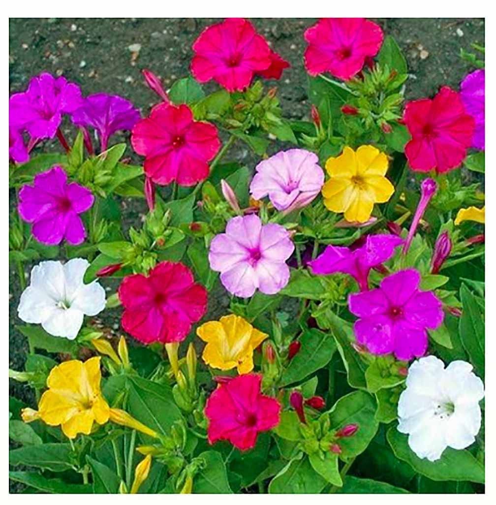 Mixed Four O’Clock Seeds Easy Reseeding Tender Perennials for Your Garden