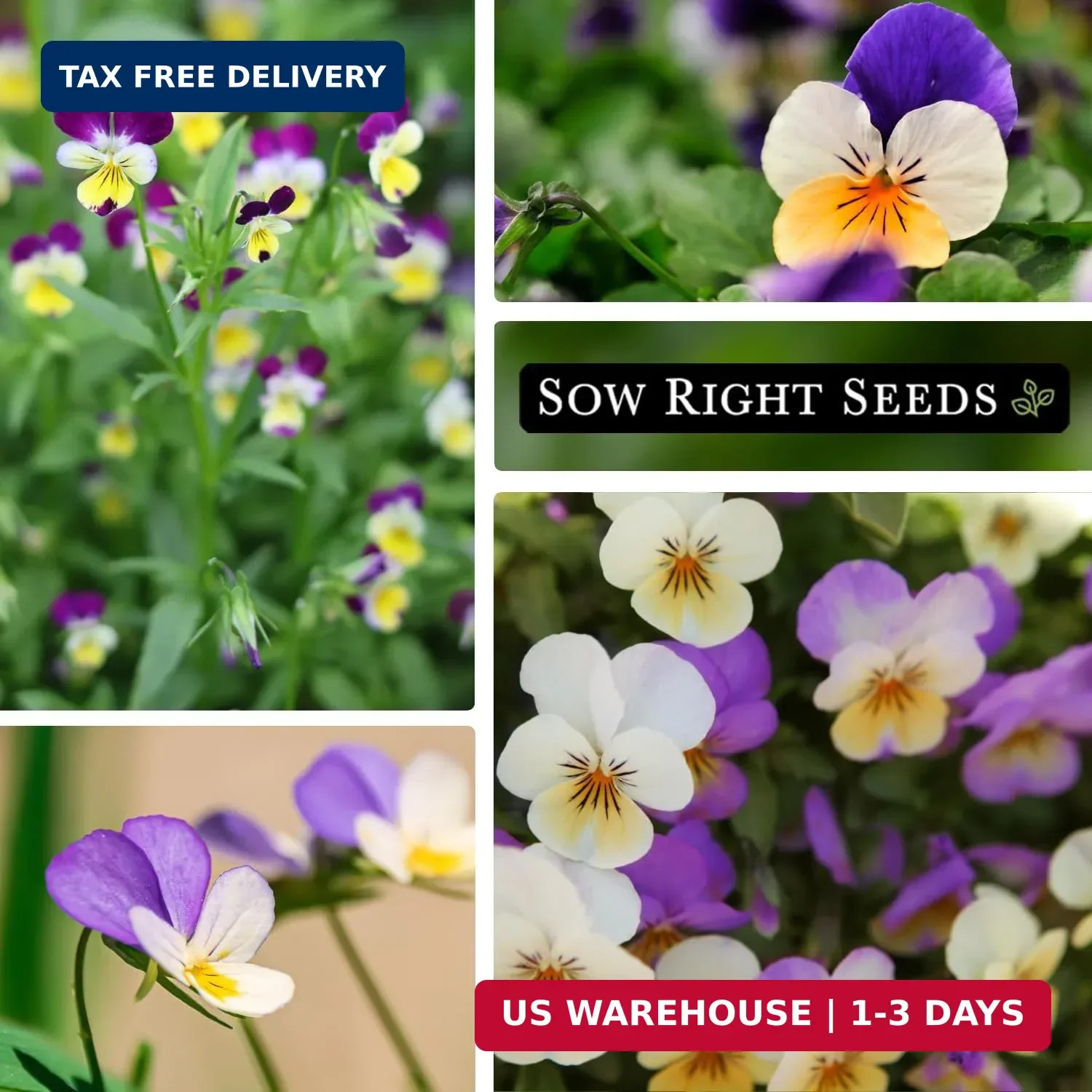 Sow Right Seeds – Violet, Johnny Jump-Up Flower Seed for Planting – Beautiful Fl