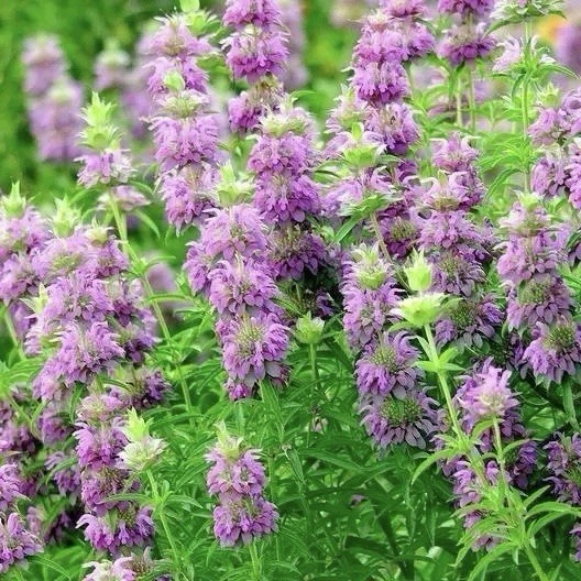 3000 LEMON MINT FLOWER & HERB SEEDS | 3000 SEEDS “BEE BALM” Non-GMO, Heirloom US