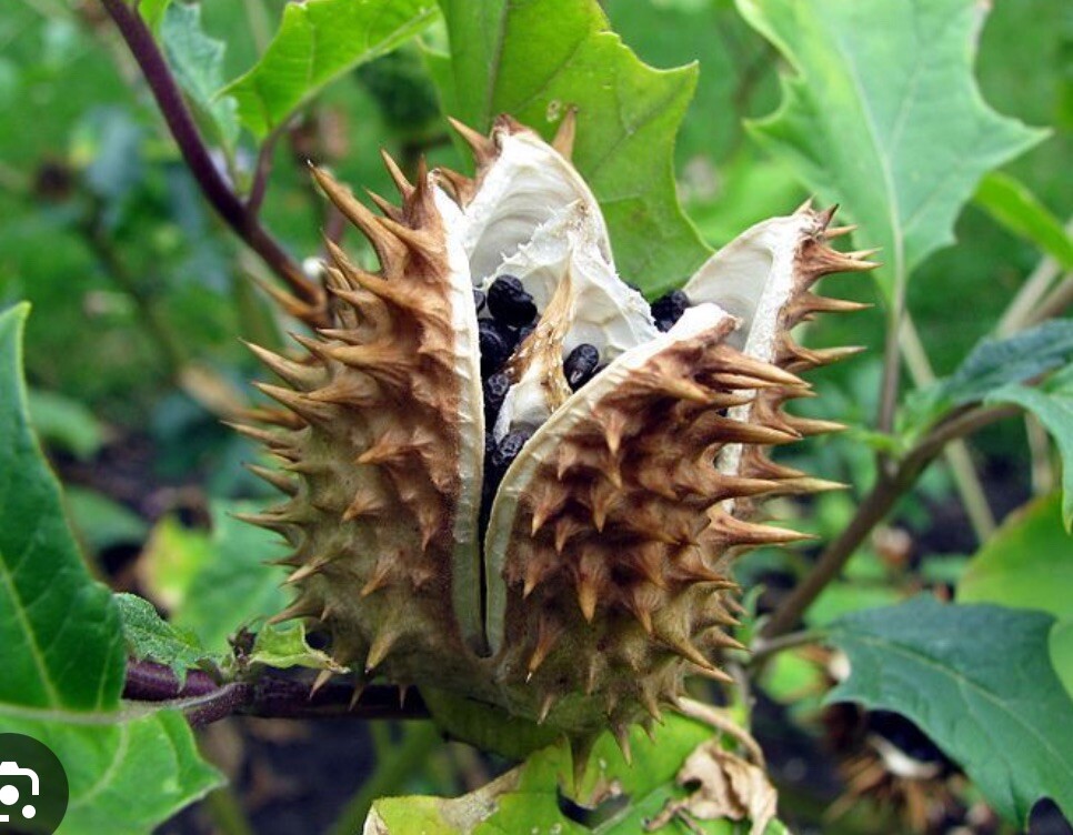 (100+) Datura Stramonium Jimsonweed Moon Lily Flower Seeds