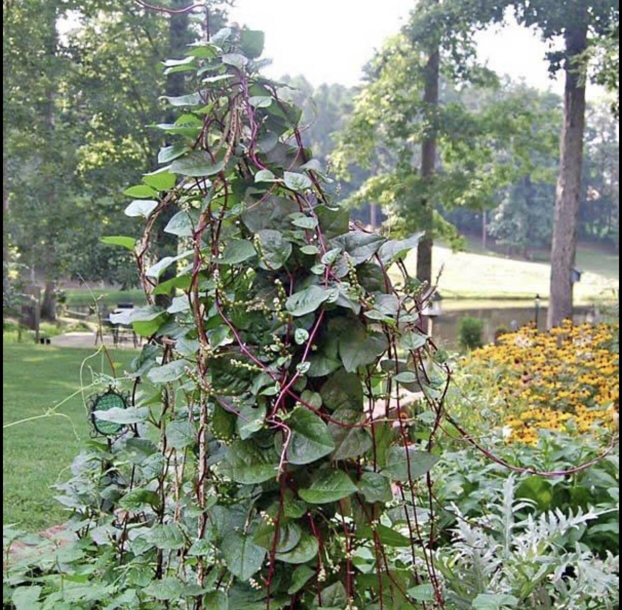 150+ SEEDS Red Malabar Spinach | Alugbati | Phooi Leaf | NON-GMO