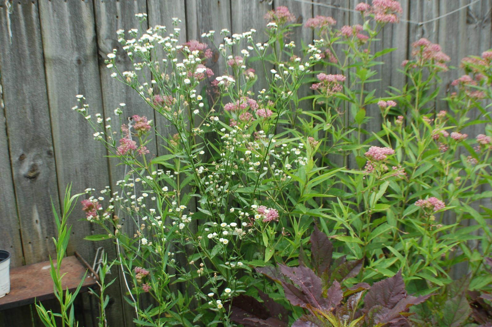 1/4 TSP + ANNUAL FLEABANE DAISY SEEDS/Erigeron annuus/NATIVE US
