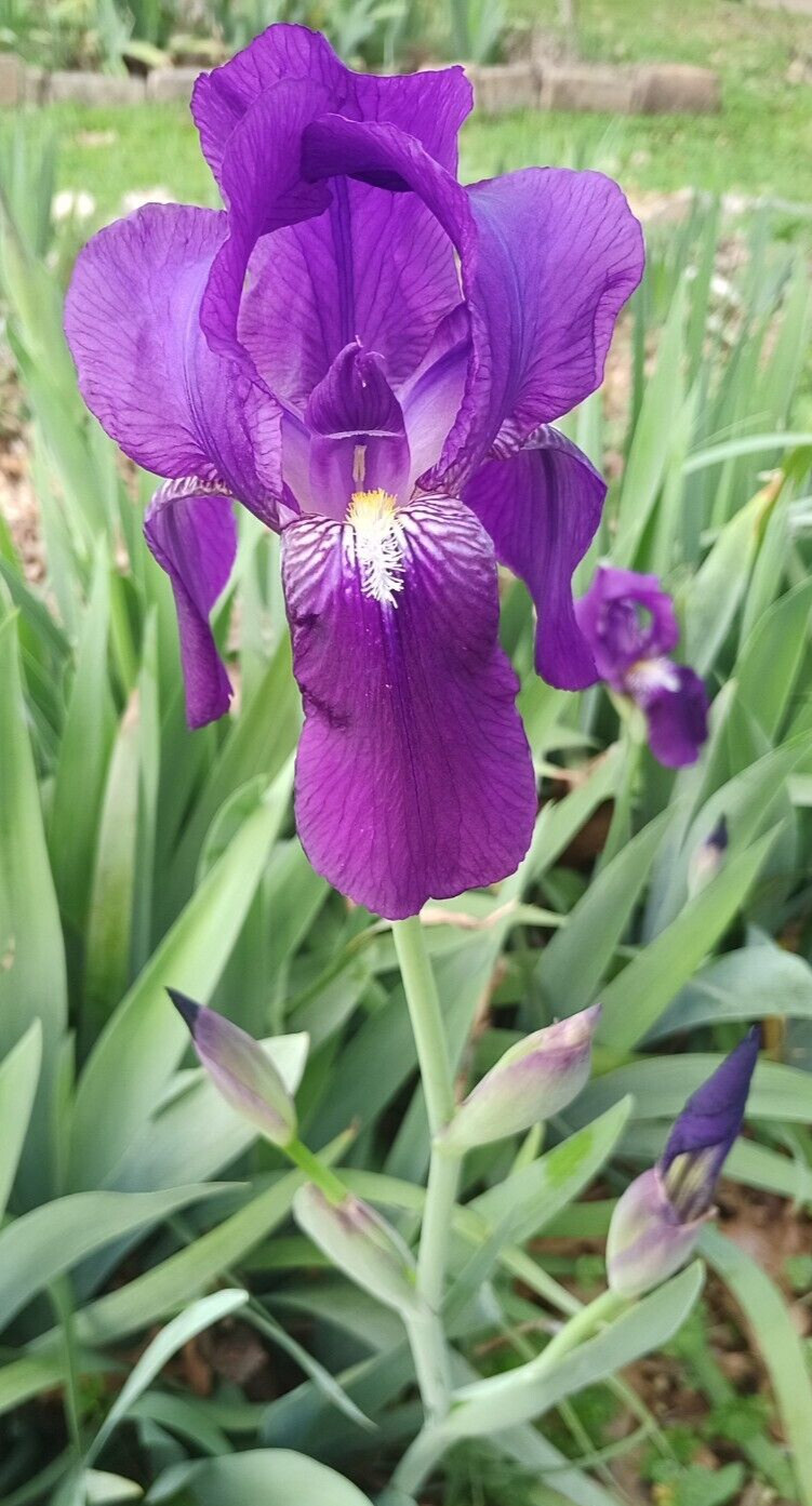 (10) TALL BEARDED IRIS RHIZOME LIVE ROOT GARDEN PLANTS SPRING PURPLE FLOWERS FUN