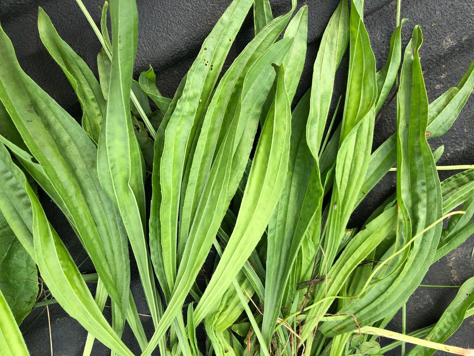 Fresh 2023 Seeds, Cold stratified~Lanceolata*English*Mugwort