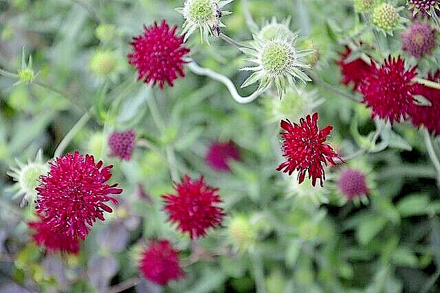 RED KNAUTIA, 110 SEEDS, *EZ TO GROW*