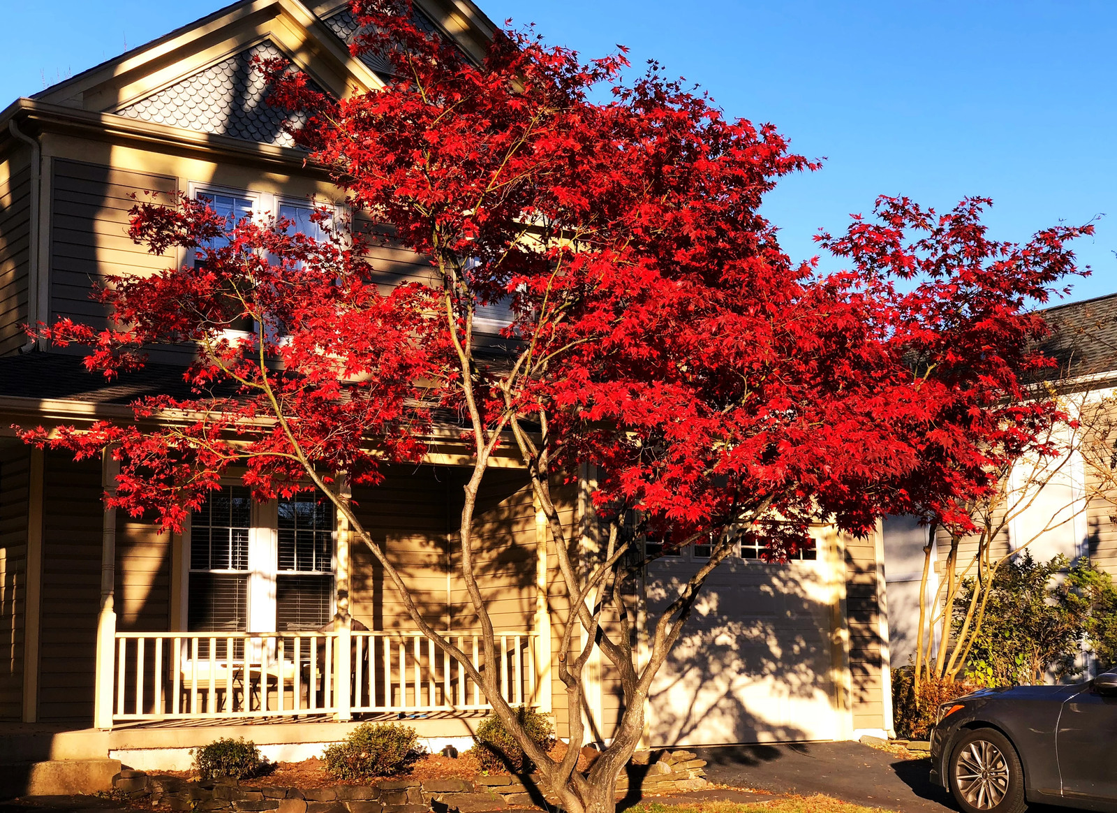 Red Japanese Maple Tree (Bloodleaf) Seeds – For 2026 Planting