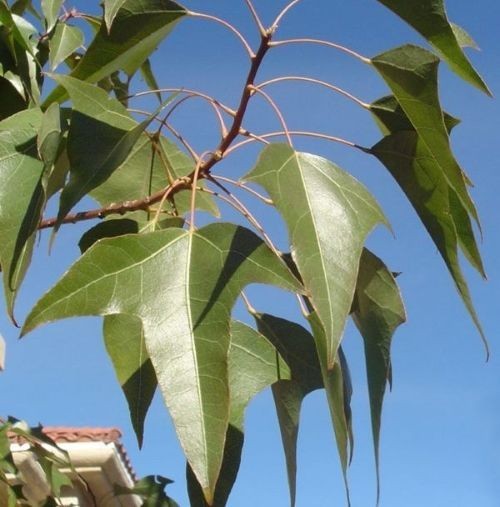 Brachychiton populneus ( Kurrajong ), 10 seeds