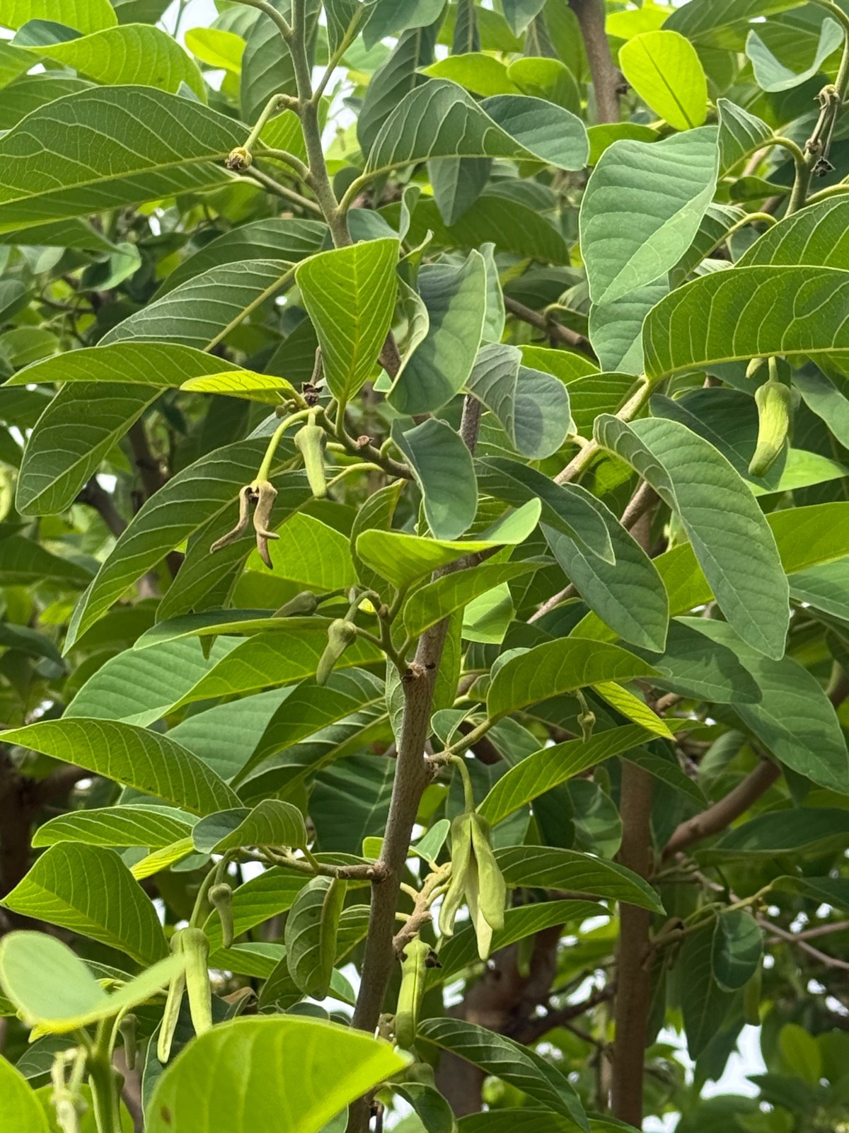 1 Seedling Pineapple Annona Cherimola X A Squannosa Atemoya, Annona Squnnosa 35″