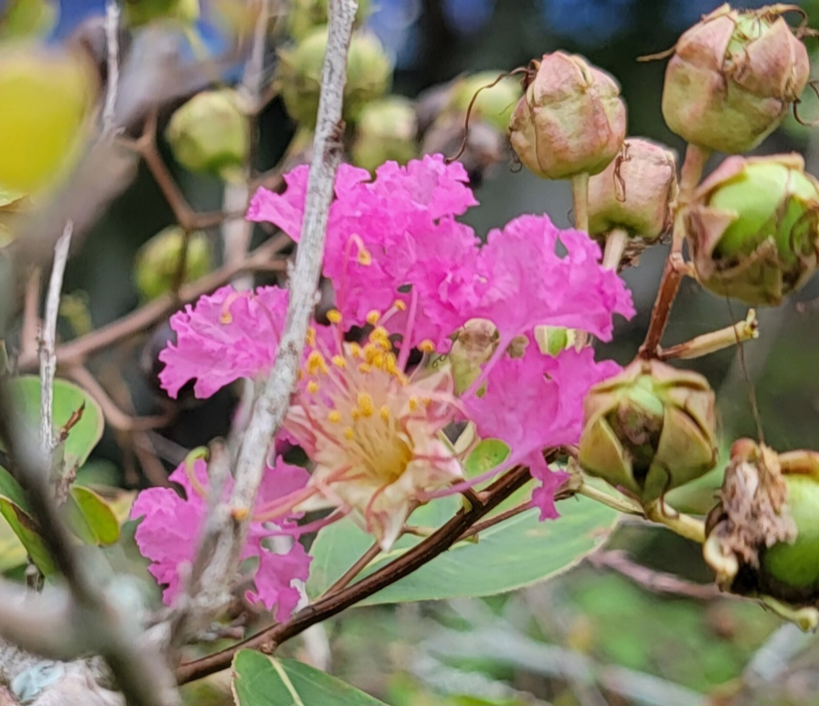 50 DARK PINK CREPE CRAPE MYRTLE Lagerstroemia Indica Bush Tree Flower Seeds