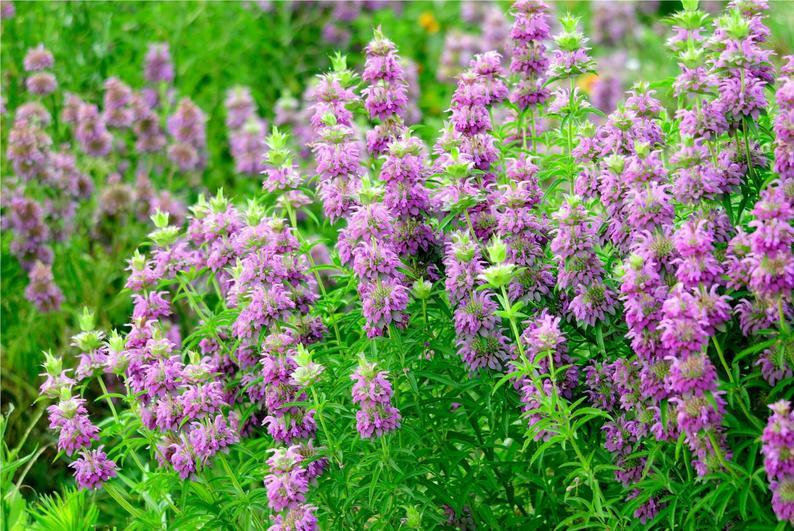 Monarda / Bee Balm LEMON MINT Purple Heirloom Pollinators LOVE Non-GMO 200 Seeds