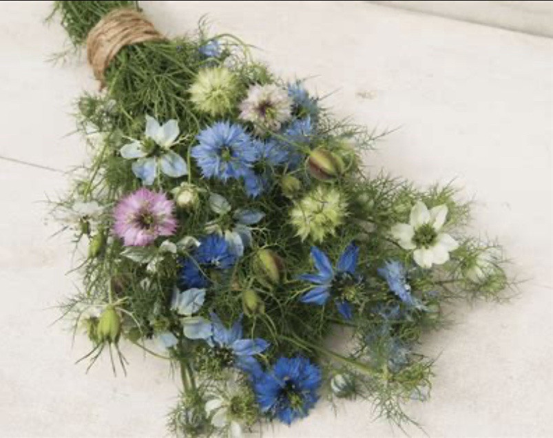 3,000 + Love In a Mist Organic Nigella Flower Seeds Unique Cut Decorative Pods
