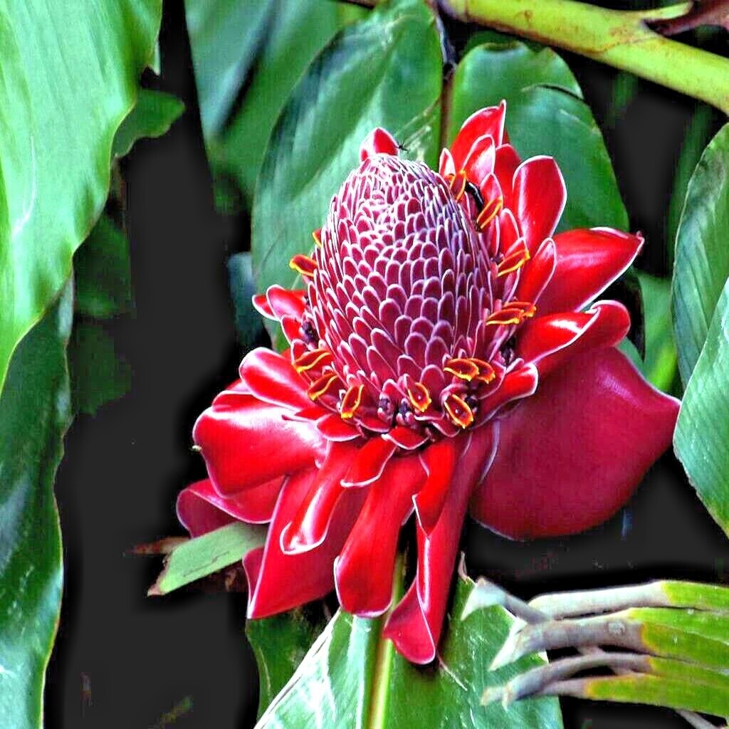 10 RED TORCH Ginger Seeds (Etlingera elatior) Flower Tropical Garden Plant RARE!