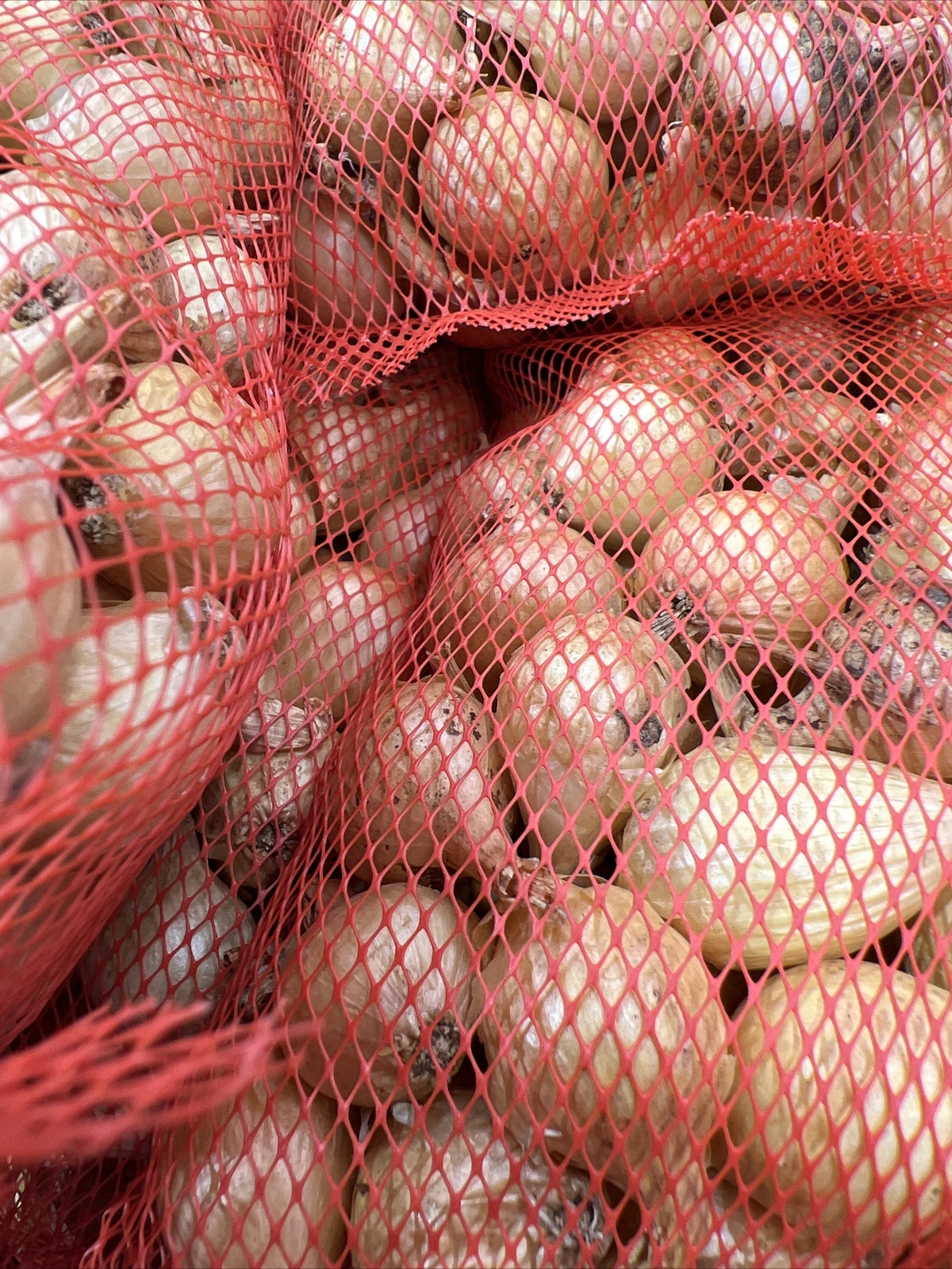 25 Super Sweet Candy Onion Sets Bulb Vidalia Yellow