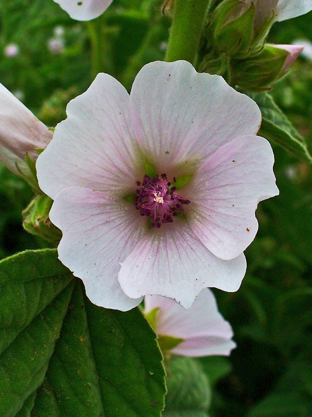 Marshmallow Plant Seeds – Althaea officinalis | Heirloom Herb for Edible & Med