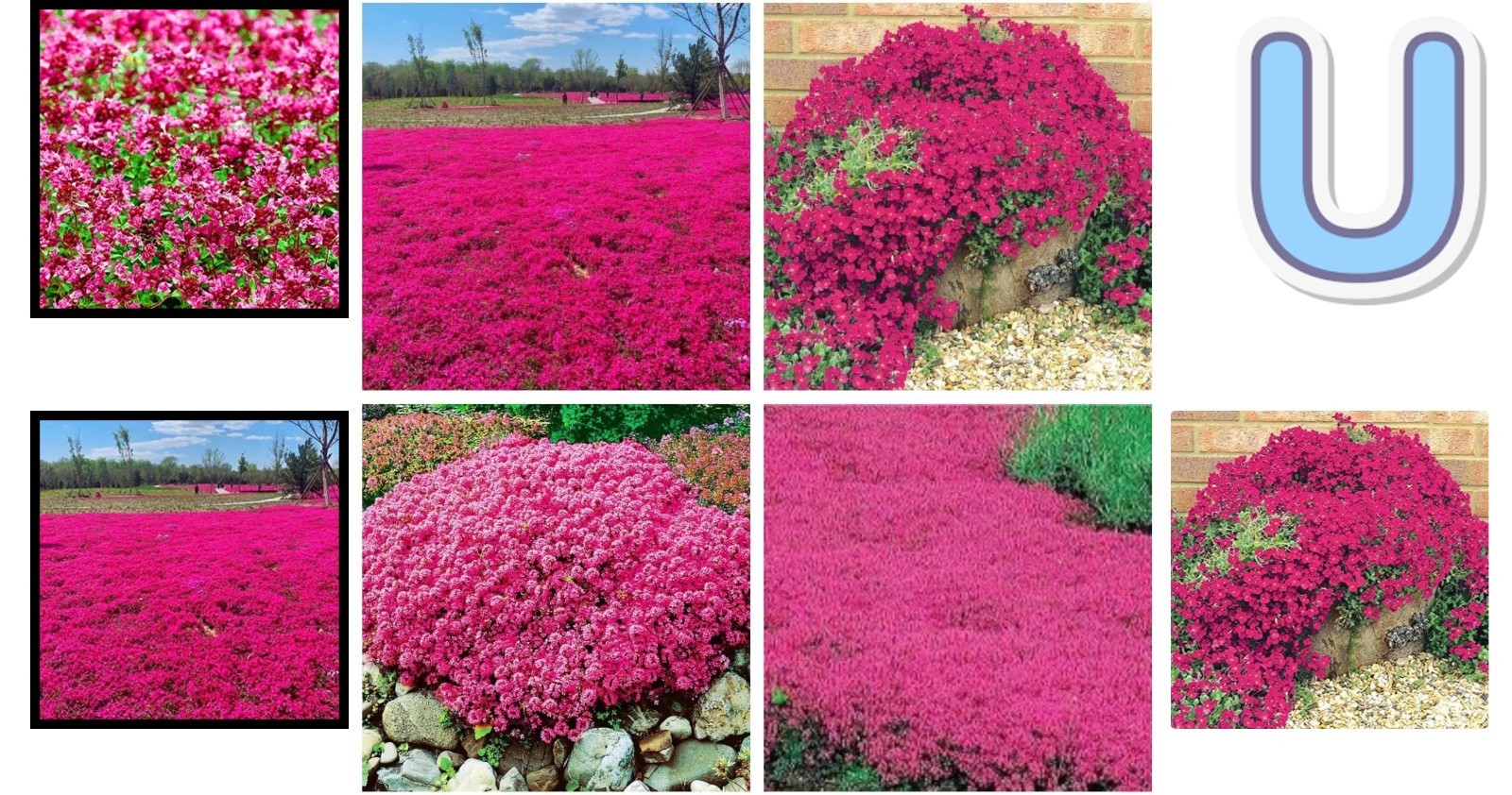 Versatile Landscaping with 20000+ Red Creeping Thyme Seeds for Easy Growth