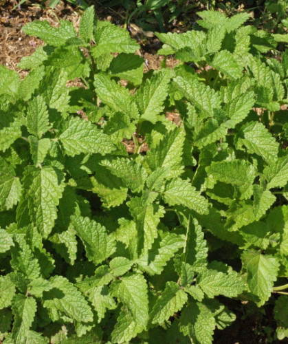 Lemon Balm Seeds, Melissa, Sweet Balm, Mint, NON-GMO, Heirloom, FREE SHIPPING