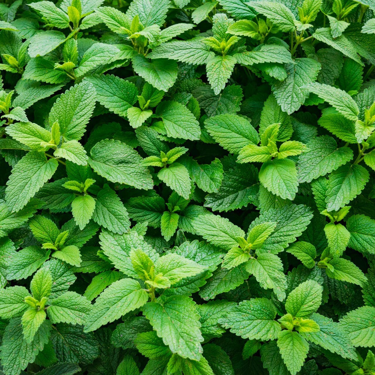 500++ Organic SPEARMINT Herb Seeds Mentha spicata Mint Tea , NON-GMO for 2023