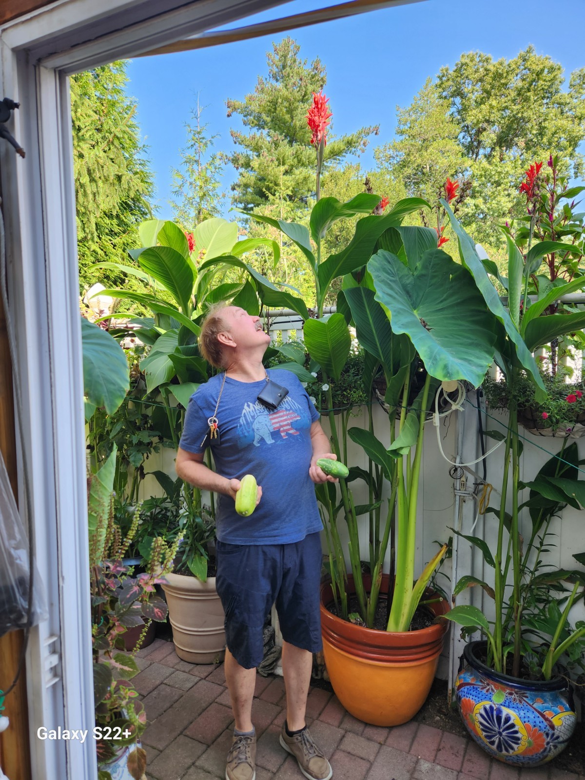 Huge, 12-15 ‘ Red Canna Lily 12 Total Rhizomes