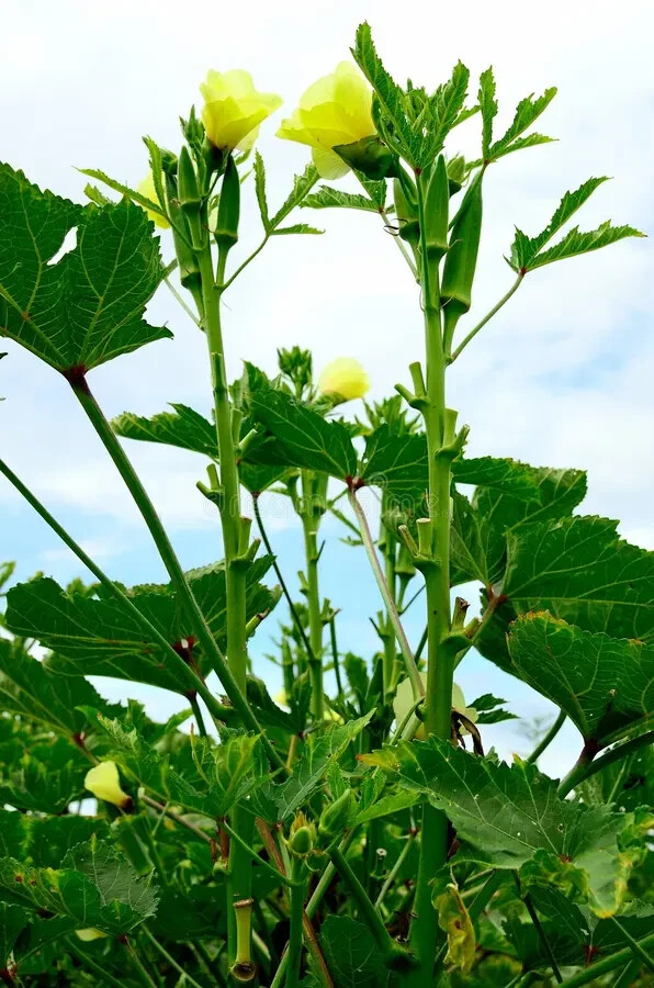 Hill Country Red Okra Seeds NON-GMO Heirloom Open Pollinated Easy to Grow! YUM!