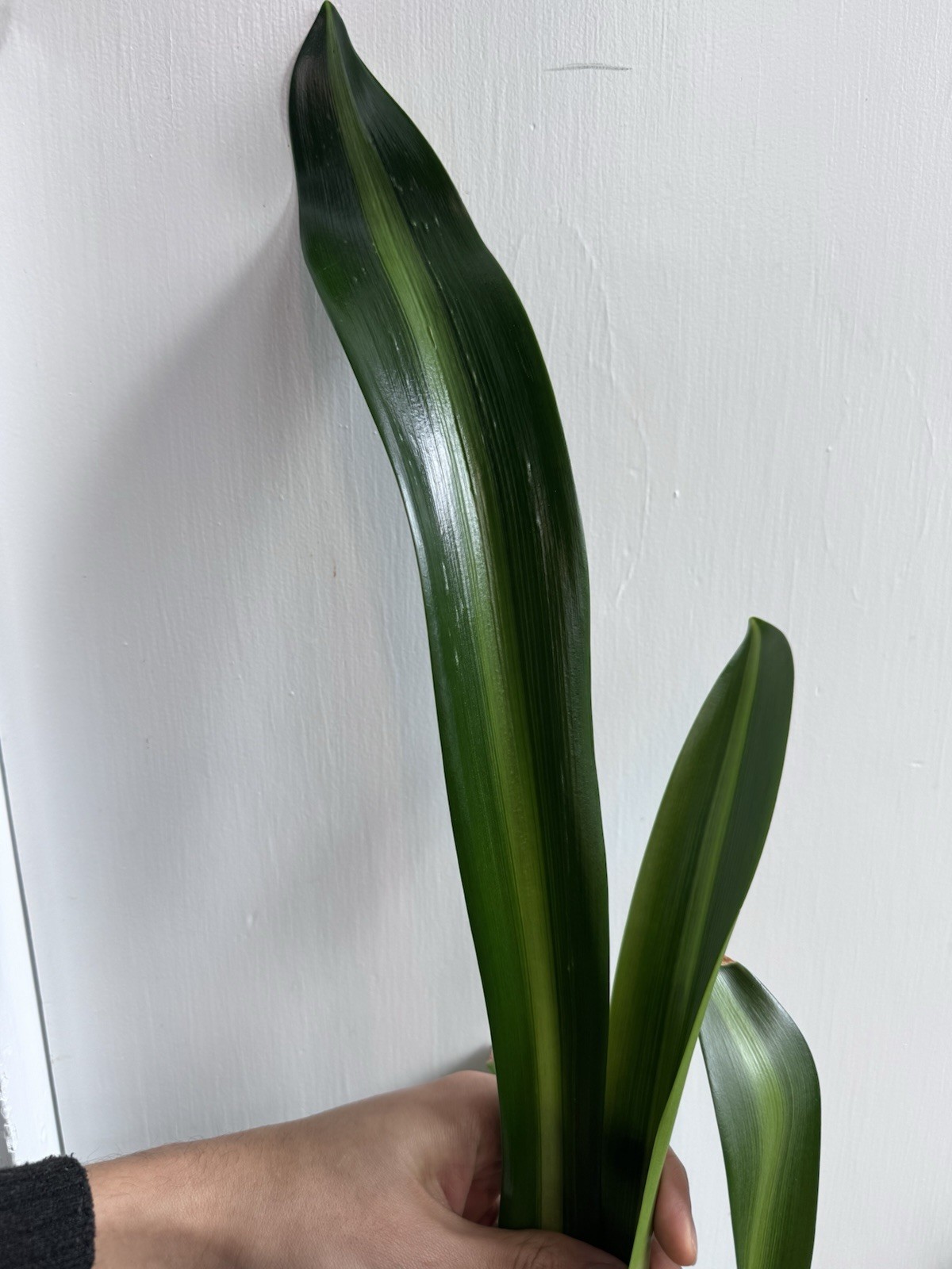 Rare Sonatini Hippeastrum/ Amaryllis Variegated #1807