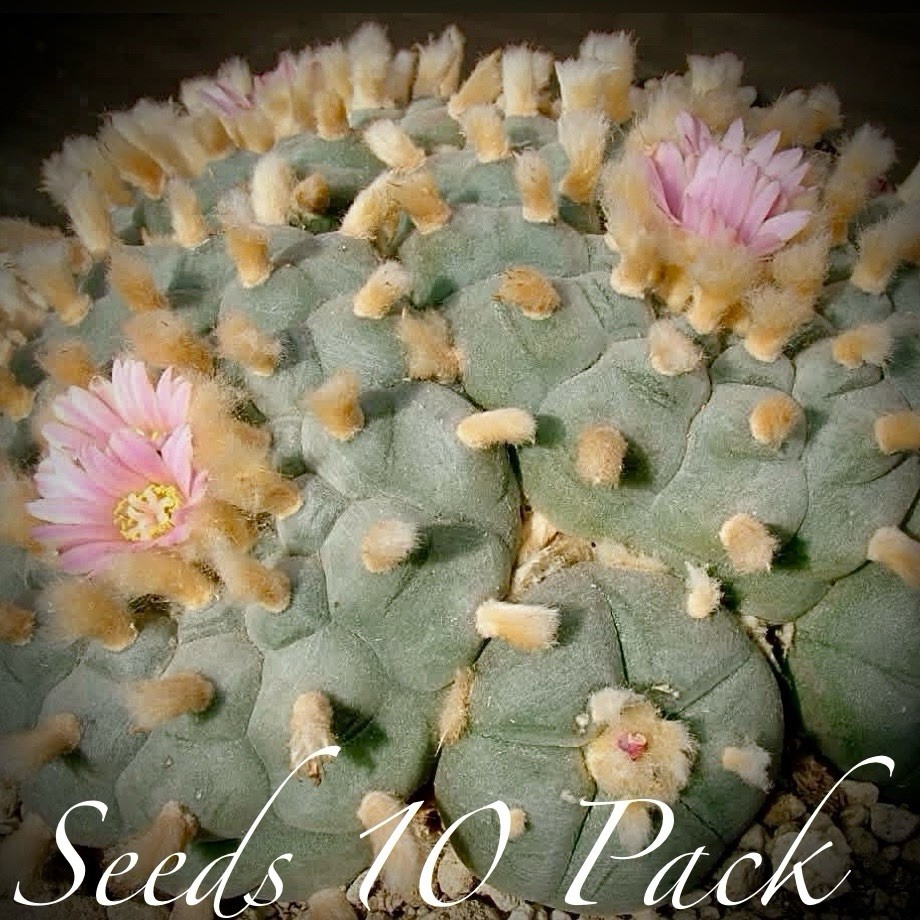 RARE SEEDS (10pk) w…v. Ocampo x10 (Ten) Cactus US SELLER