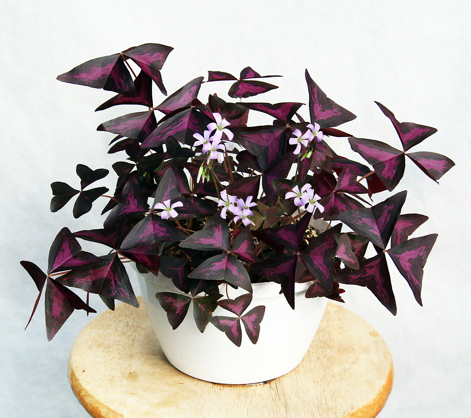 30 – Oxalis Tringularis, Purple Shamrock,Love Plant, Good Luck Plant – bulbs