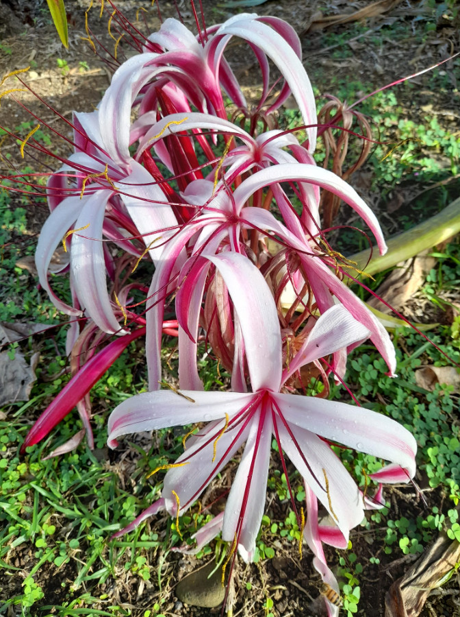 Live Red and White Crinum Lily Bulbs – 1 Count – Flowering Bulb