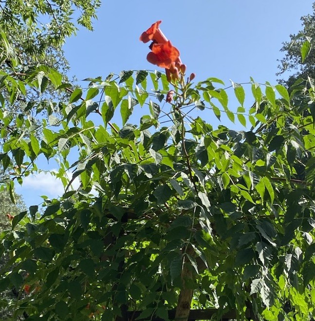 Orange Hummingbird (or Trumpet) Vine 25+ Seeds (Creeping Vine Plant) Pretty!