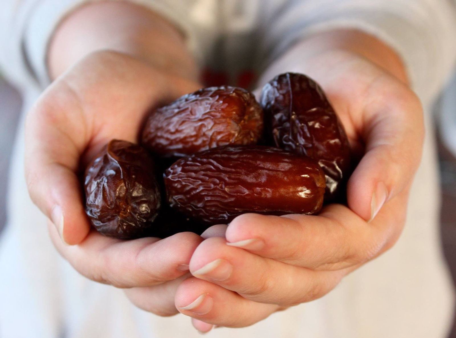 Dates Jumbo Medjool, ten [10] Date Palm seed – DATES SEEDS, DATE Seeds