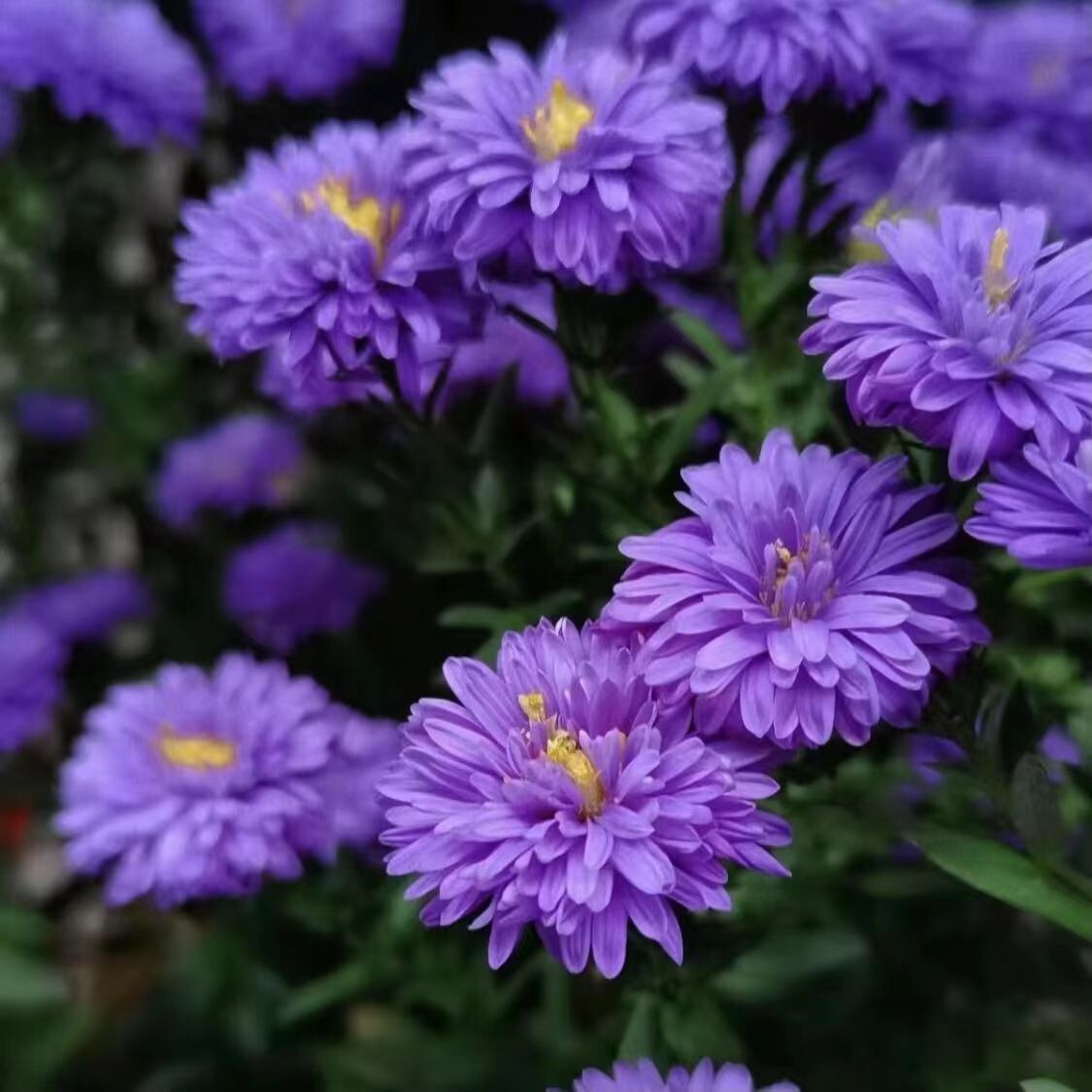 500+New England Aster Seeds Purple Perennial Native Wildflower USA