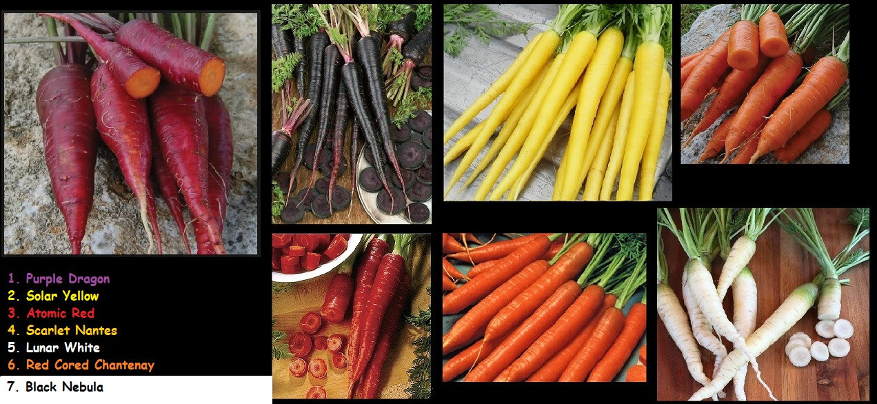 Carrot Seeds COMBO Atomic Red Core Chantentay Purple Dragon Solar Yellow Nantes