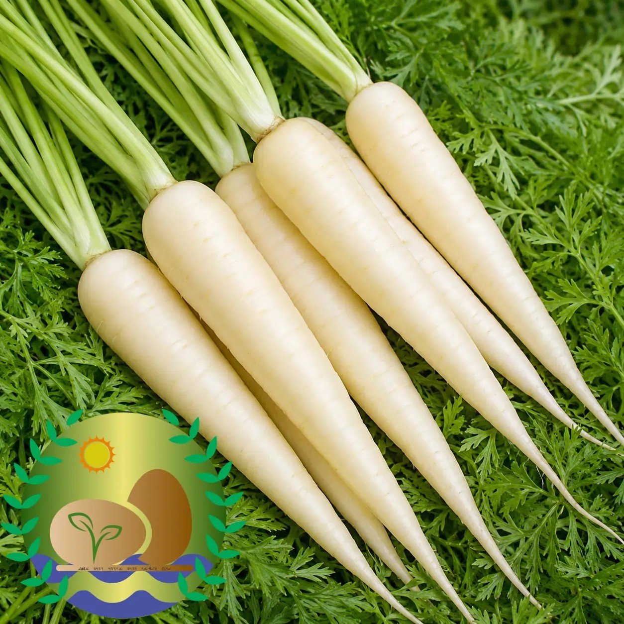 Lunar White Carrot Seeds | NON-GMO | Heirloom | FREE SHIPPING