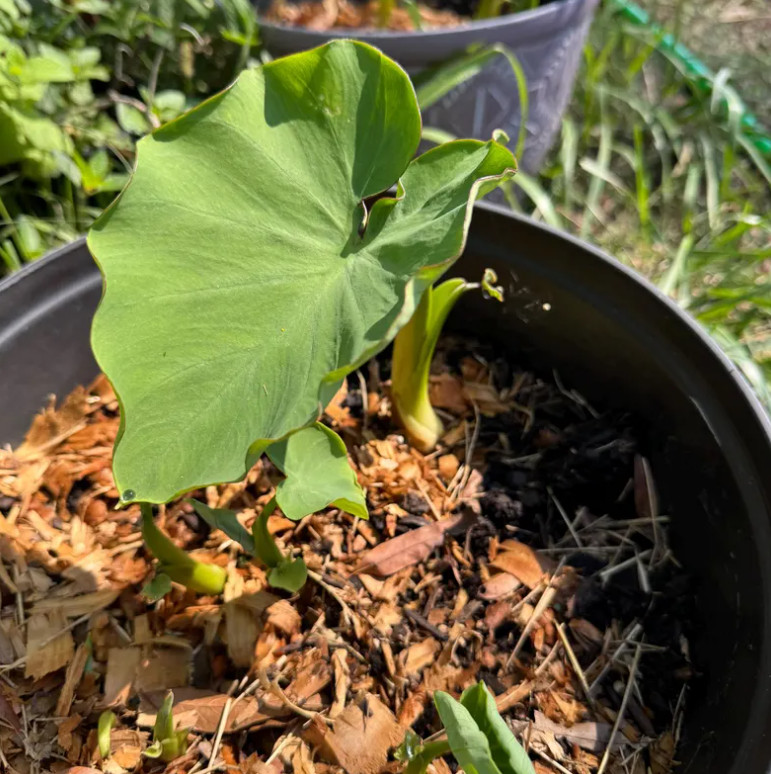 10 LIVE Colocasia Esculenta Elepant Ear Taro Gabi Kalo Eddo Bulbs READY to GROW