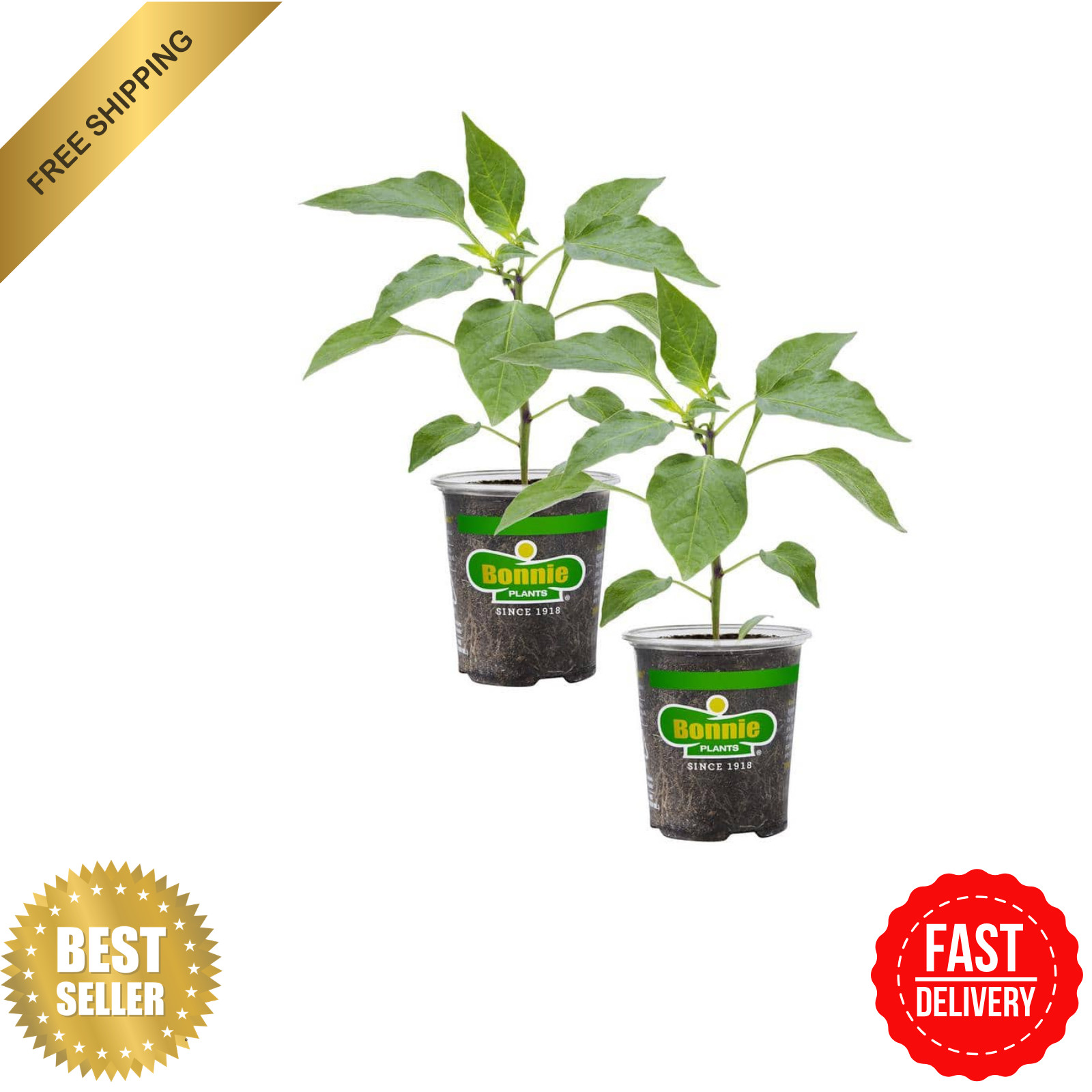 19.3 Oz. Giant Marconi Pepper Plant, (2-Pack)