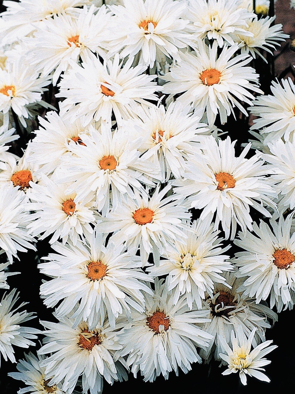 CRAZY ALASKAN DAISY FLOWER SEEDS FRESH HARVEST NON GMO FREE SHIPPING