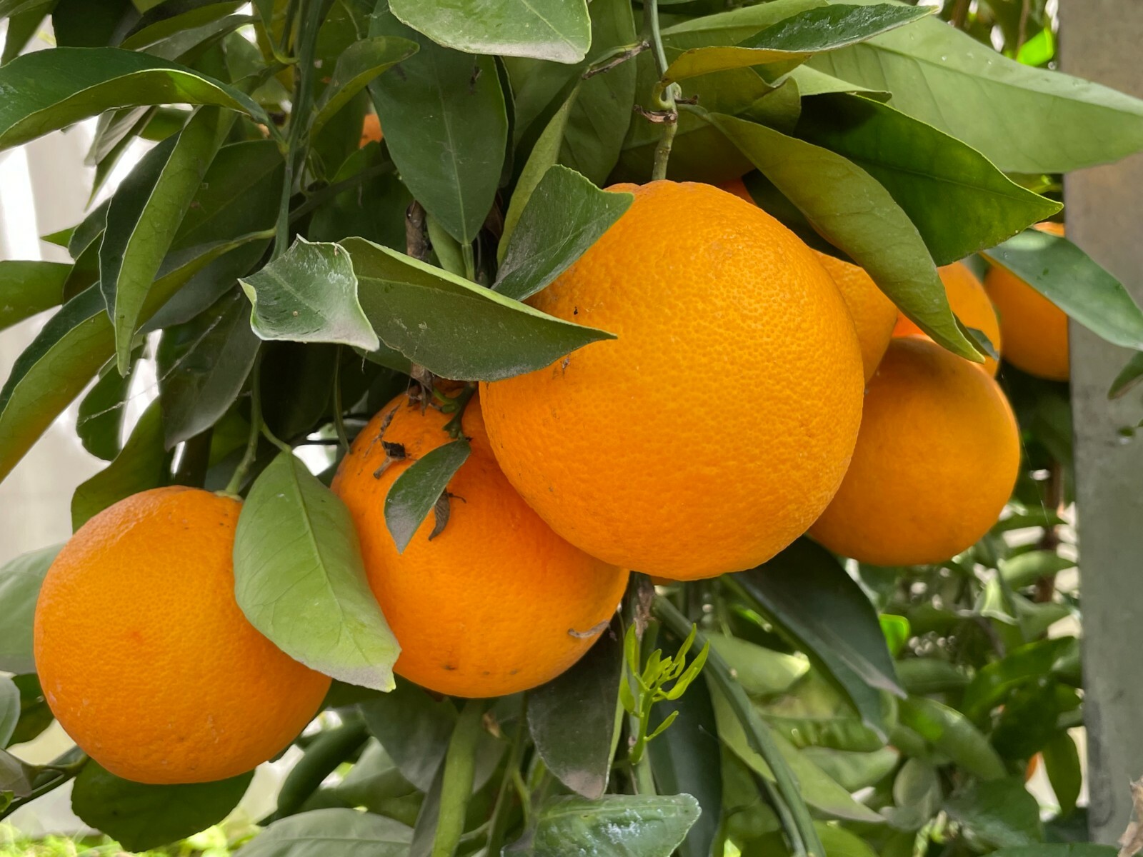 1 Ruby Valencia’ Sweet Orange Tree, Cuttings Rooted Orange Tree