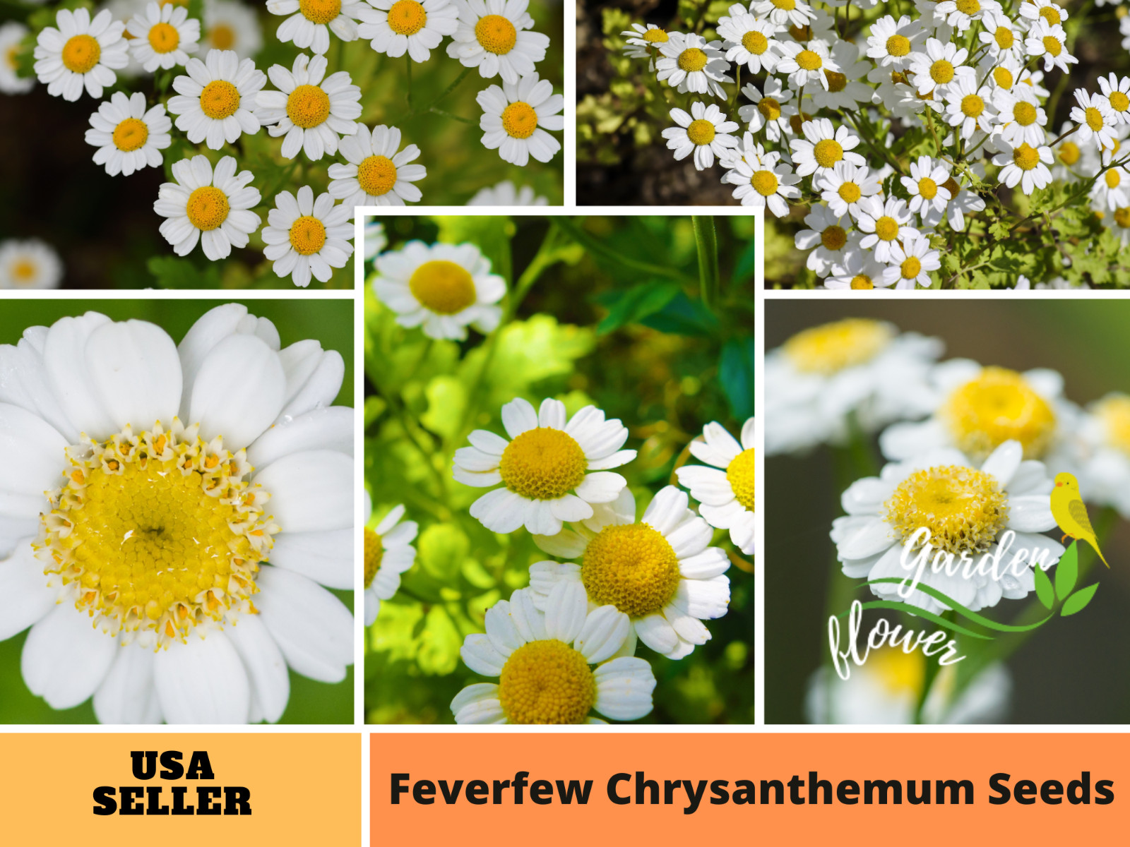 50+ Seeds| | Feverfew Chrysanthemum #M002