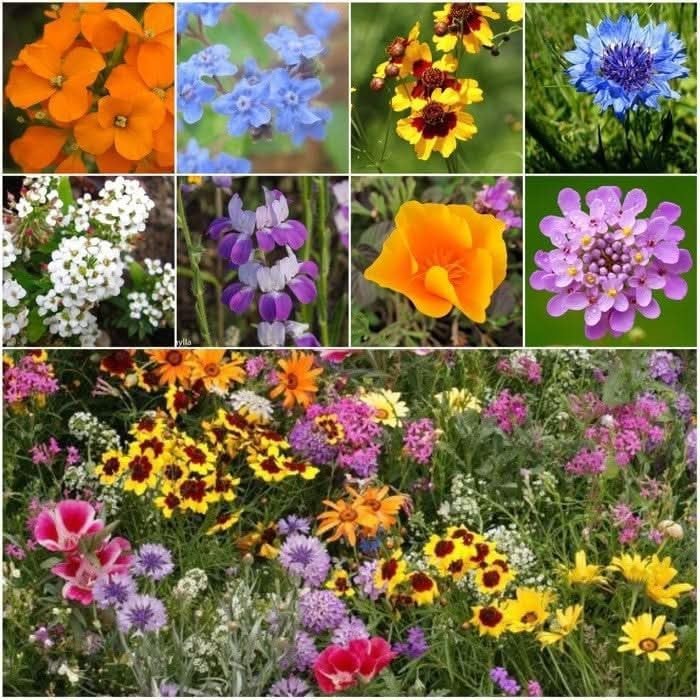 1 Ounce Low-Growing Wildflower Seeds Mix – Attract Butterflies & Pollinators