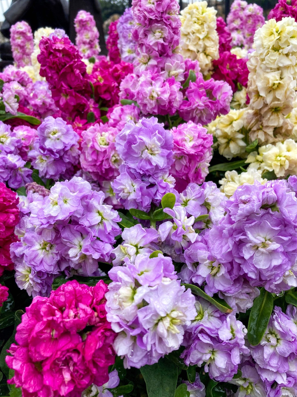 50 MIXED COLORS STOCK Matthiola Incana Ten-Week Gillyflower Blue White Pink Red
