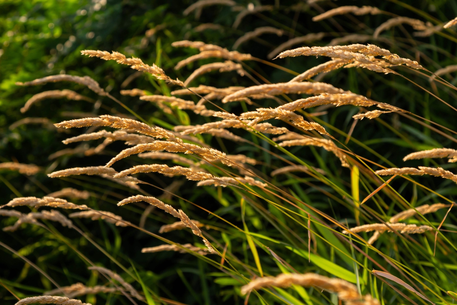 150 SWEET VERNAL GRASS Sweet Grass Vanilla Grass Anthoxanthum Odoratum Seeds
