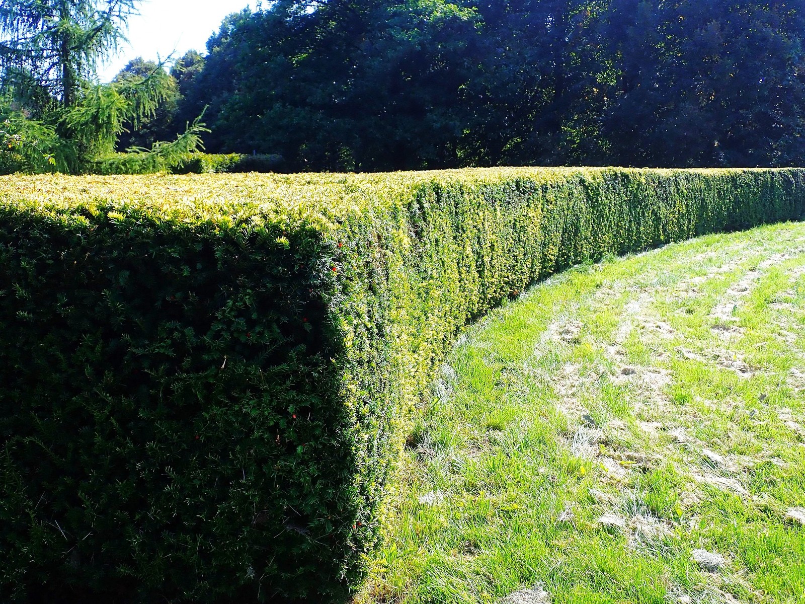 English Yew Seeds – For 2026 Planting Topiary Hedges Taxus Baccata Ornamental