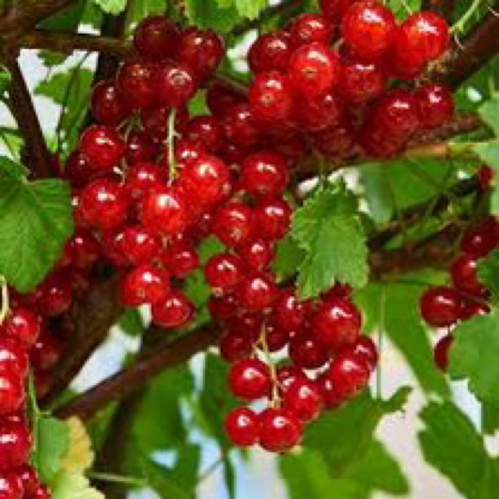 6-12″ tall Twisp River Red Currant Rooted Cutting Plug, 1 rooted plant