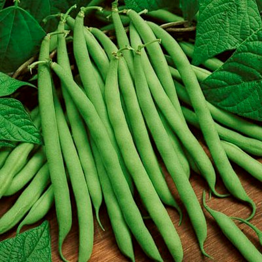 Bean Seeds, Blue Lake, Heirloom Beans, Bush Green Beans, Non-Gmo, Tasty, 75ct