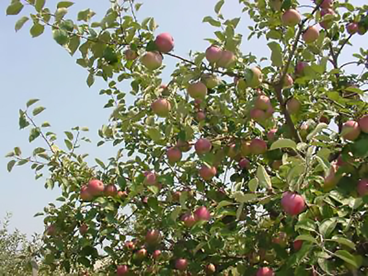 Red Delicious Apple, Malus pumila