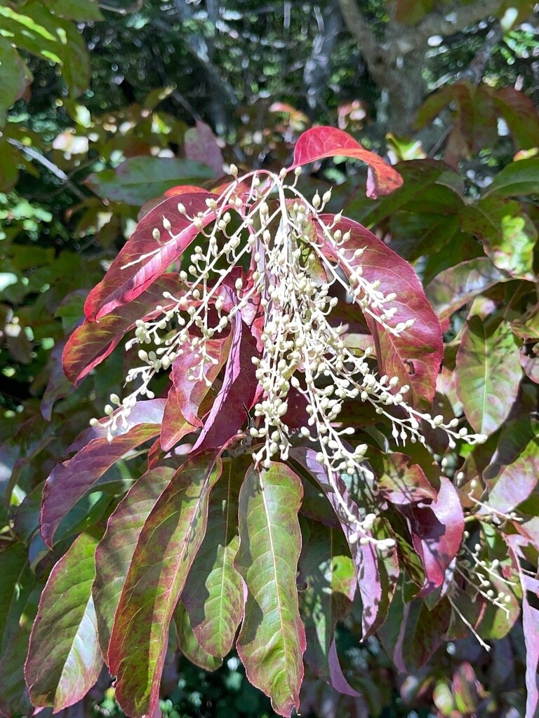 Lily of the Valley Sourwood Seeds (Oxydendrum arboreum) | Honey Bee Tree bonsai