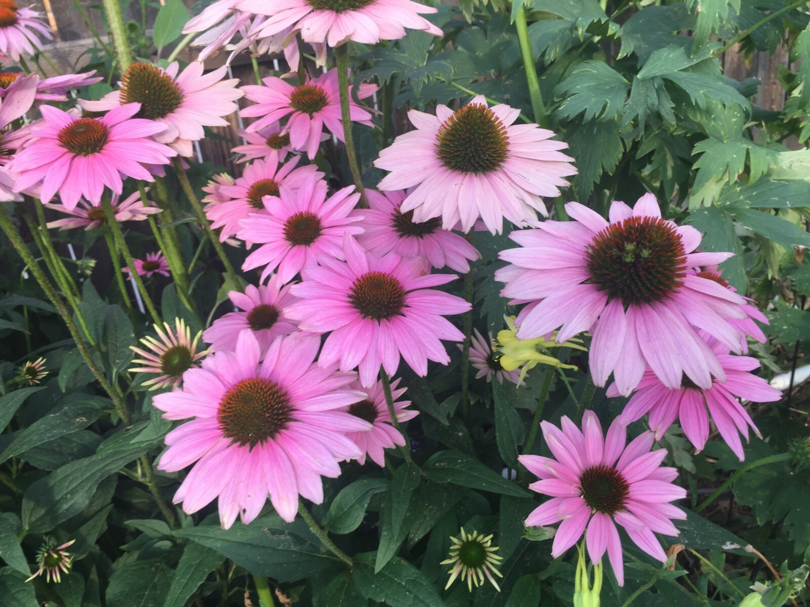 150 seeds ECHINACEA PURPUREA MAGNUS CONEFLOWER Perennial +gift