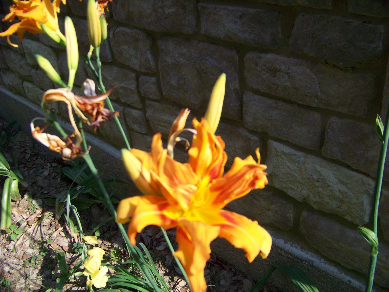 25 Flower Bulbs – Amaryllis, Daylilies, Crinum lilies, Iris, Gladiolus, & More