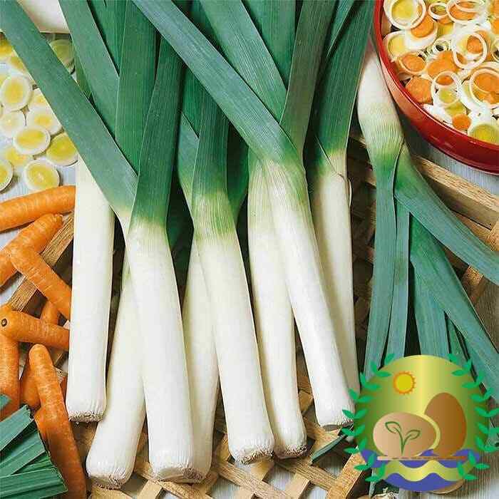 Large American Flag Leek Seeds | NON-GMO | Heirloom | FREE SHIPPING